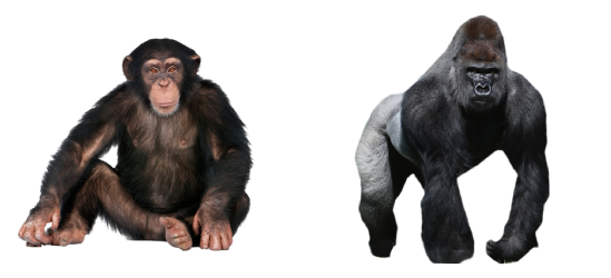 monkeys